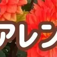 川西でダリア体験