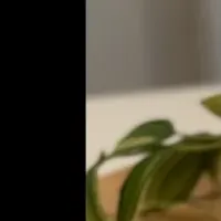 ウッドウィック再登場