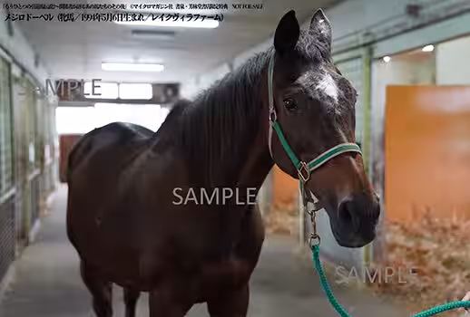 画像10