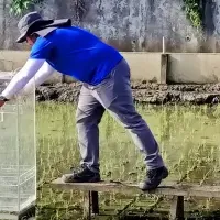 稲作におけるGHG削減研究