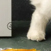 新ブランドいもとねこ