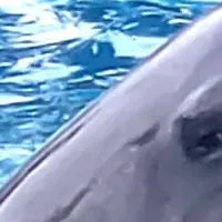 心癒すイルカセラピー