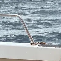 追悼法要クルーズ