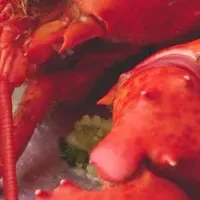 至高のレシピ集登場