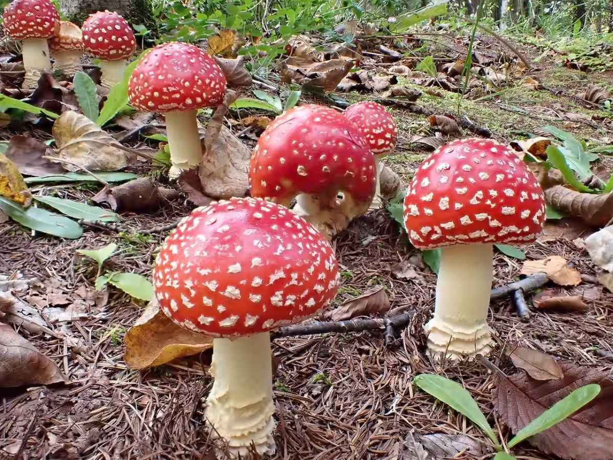 画像8