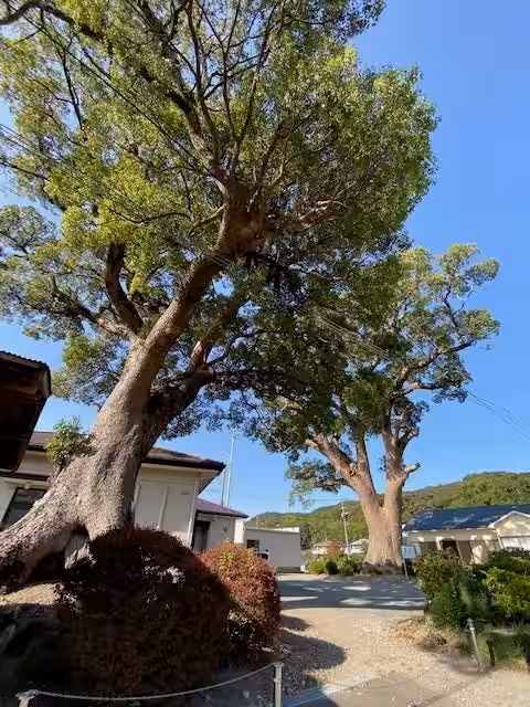 画像8