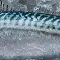 タイセイヨウサバ漁業の危機