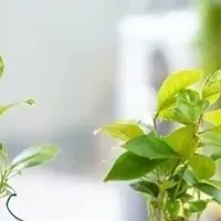 ガジュマル苔玉づくり