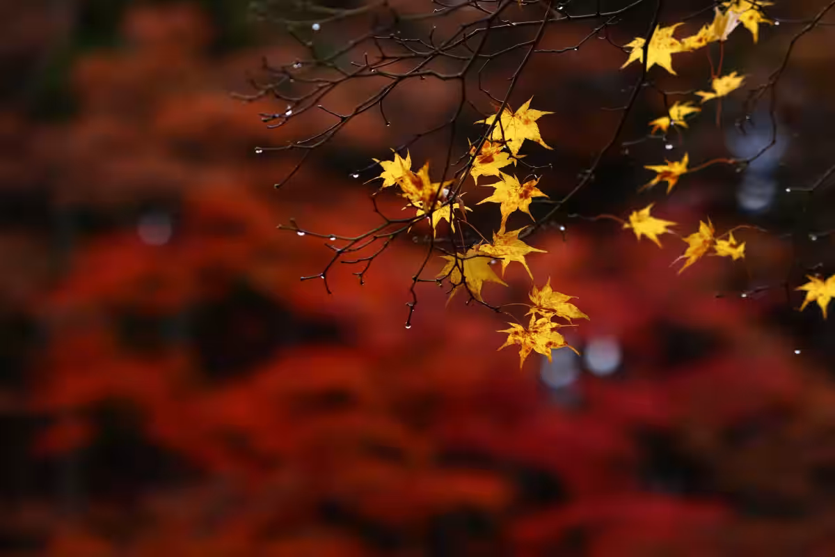 画像20