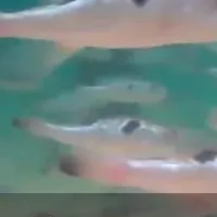 トラフグ養殖最適化