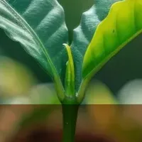 持続可能な昆虫利用