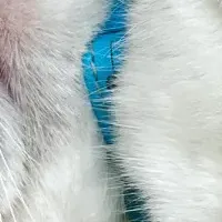 猫とミニチュアの祭典