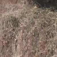 不定期放送の魅力