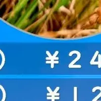 フレスコボール米が登場