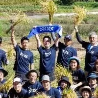 地下水保全の稲刈り
