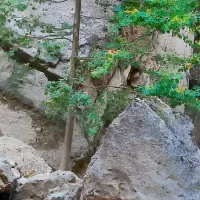 チャメリの魅力