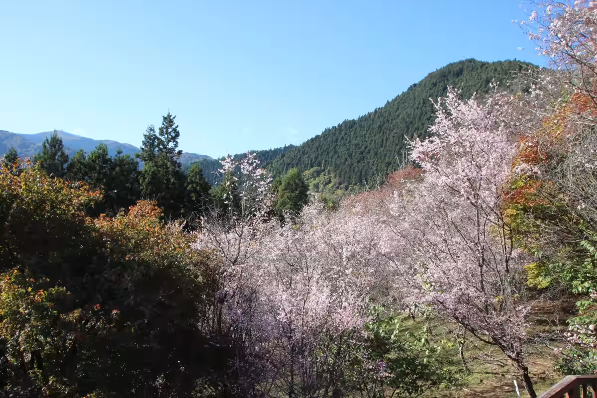 画像2