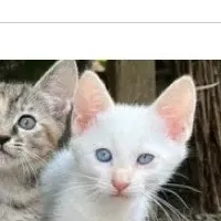 猫と人の共生プロジェクト