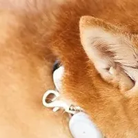 愛犬・愛猫見守り