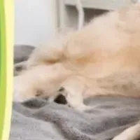 動物愛護週に寄付