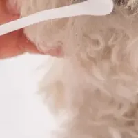 ペット消耗品の実態