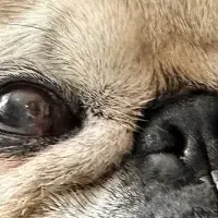 鼻ぺちゃ犬集結