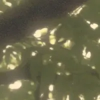 Faded Canopy