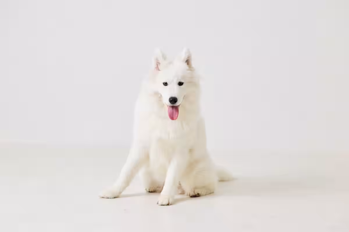 画像15