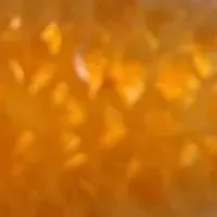 キンギョの松かさ病