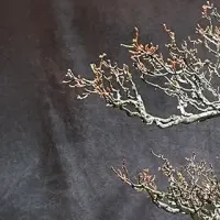 盆栽アートの展示