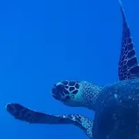 ウミガメ会開催！