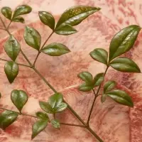 黒毛和牛ドロンパ