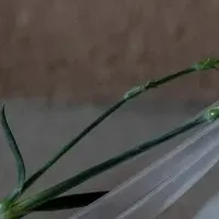 「KYUKA」が金賞受賞