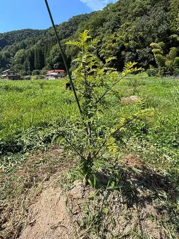 画像4