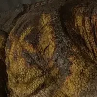 恐竜と泊まる夜