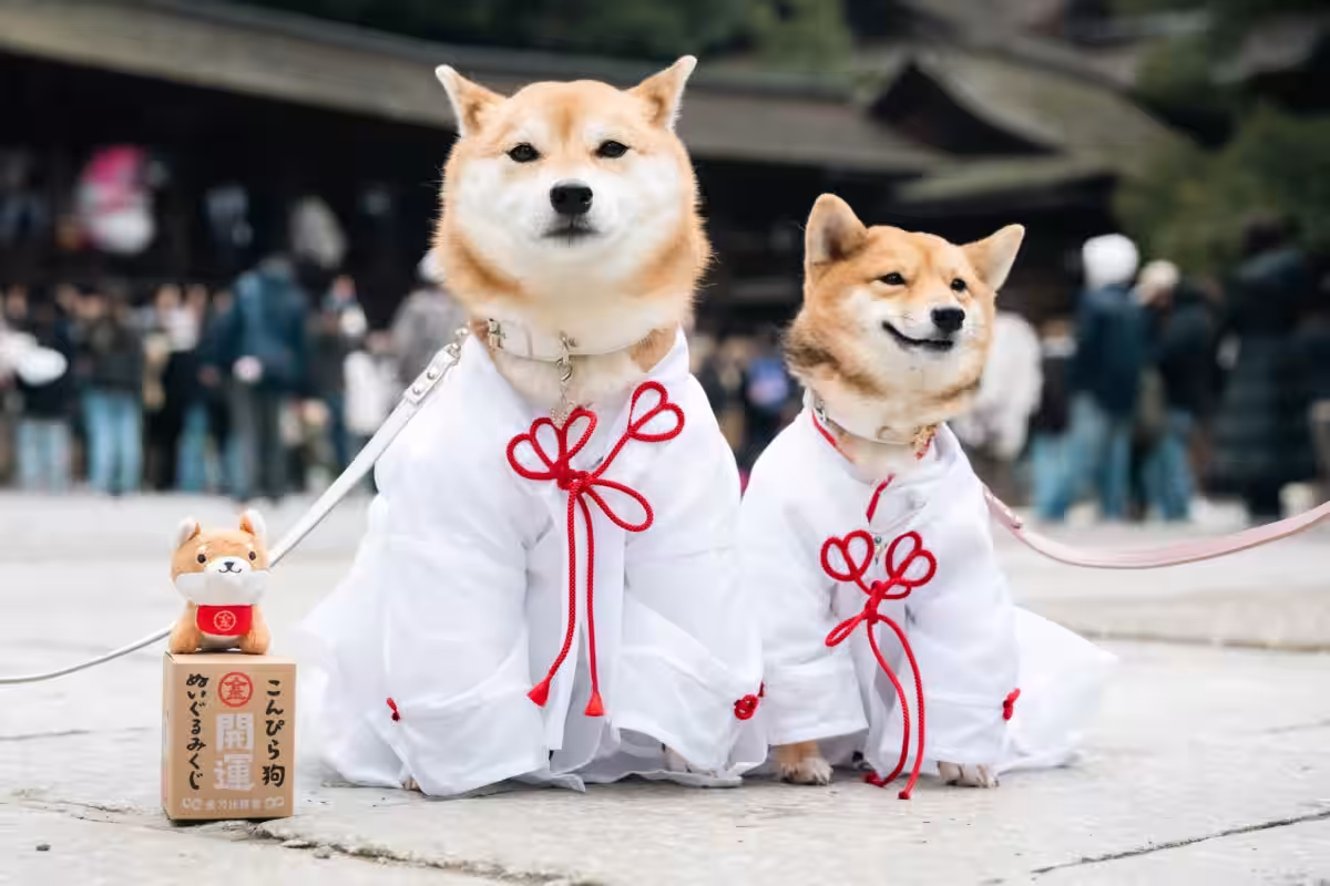 画像4