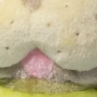 クンフージュゴンぬいぐるみ