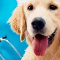 ペットCBDの未来