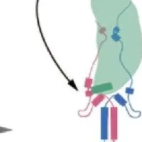 細胞内輸送の新発見