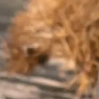 須木栗きんとん大福