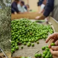 小豆島のオリーブ