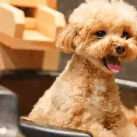 愛犬と湯めぐり