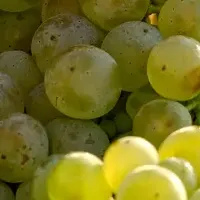 ドイツワイン2025年