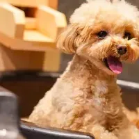 愛犬と湯めぐり