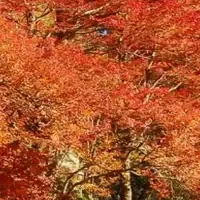 六甲高山植物園の紅葉