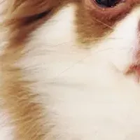 愛犬の食事情特集