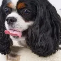 スタイリッシュな冬のペットライフ