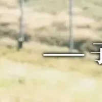 不登校の実態調査