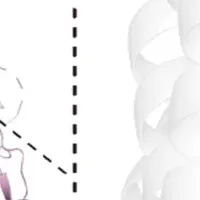 バイアスドシグナリングの解明