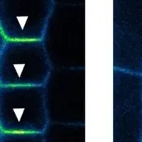 植物ホルモンの新発見
